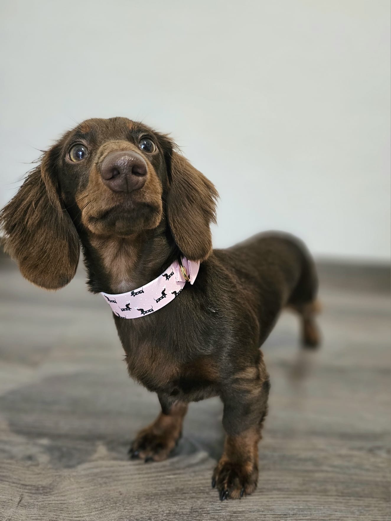 UV BioThane® Halsband ROSA