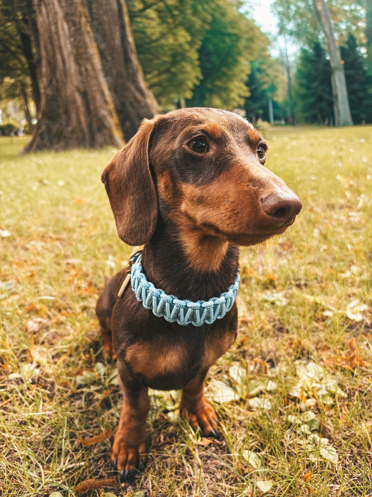 BioThane® Paracord Halsband Fiete