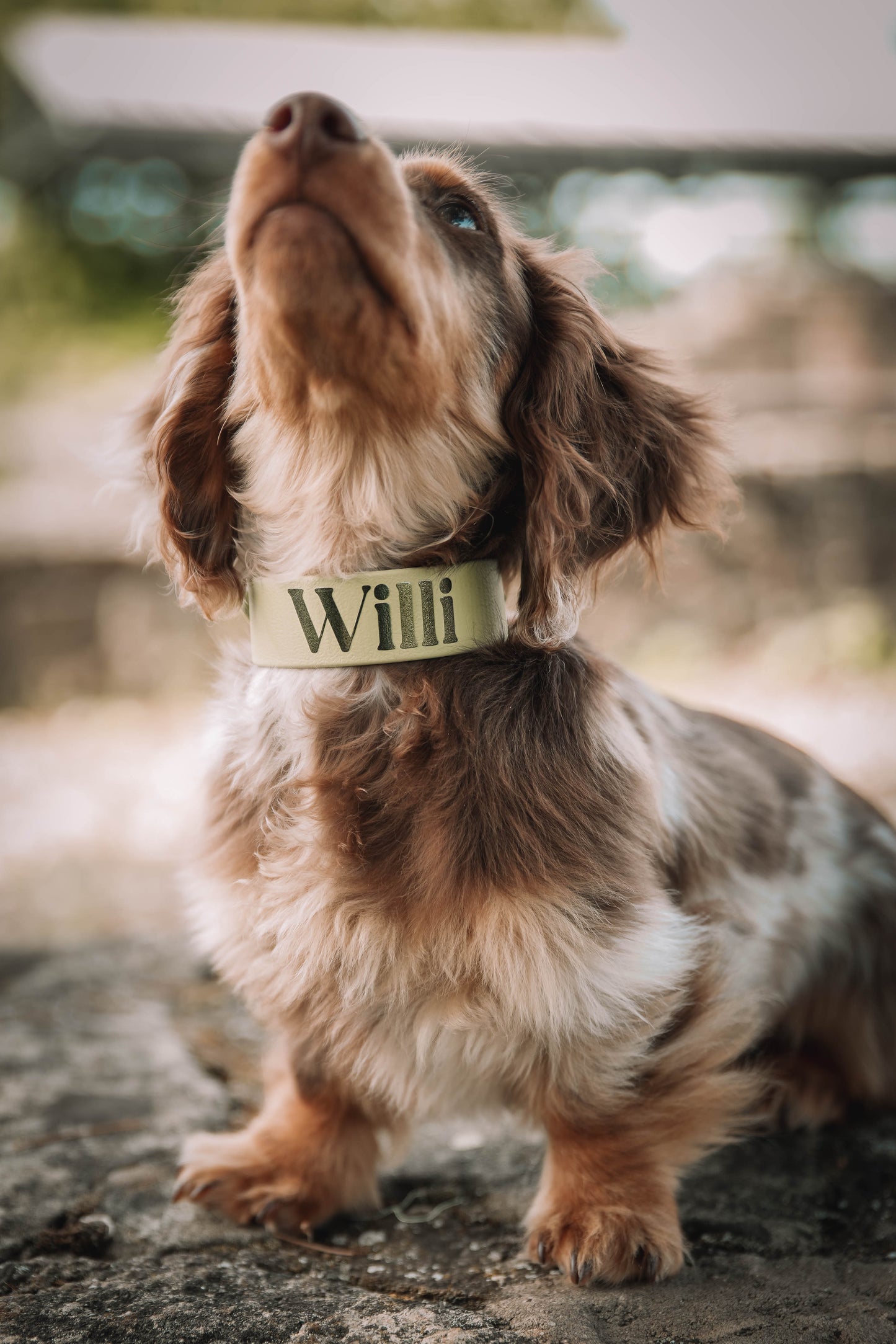 BioThane® Halsband personalisiert