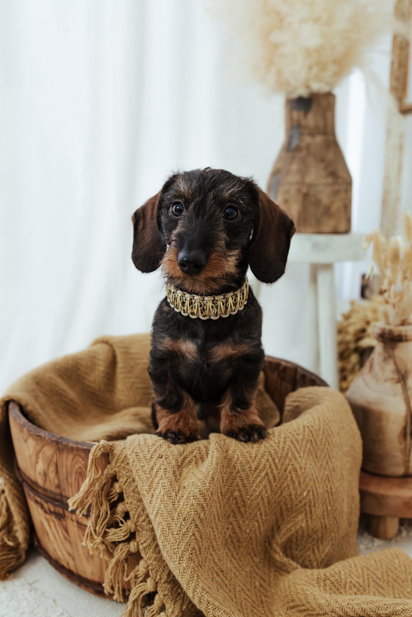 Luxury Leo Halsband