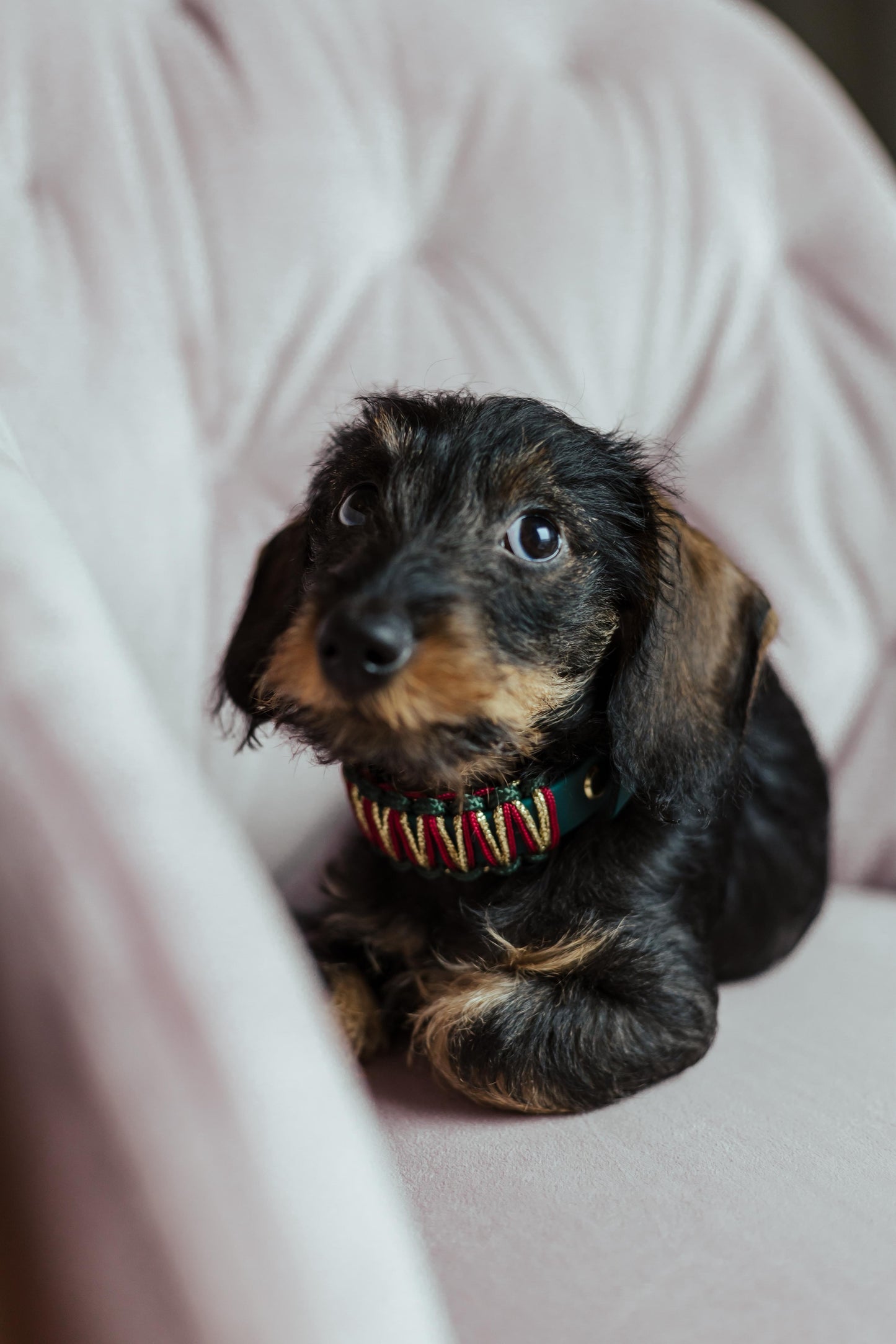 BioThane® Halsband Weihnachten