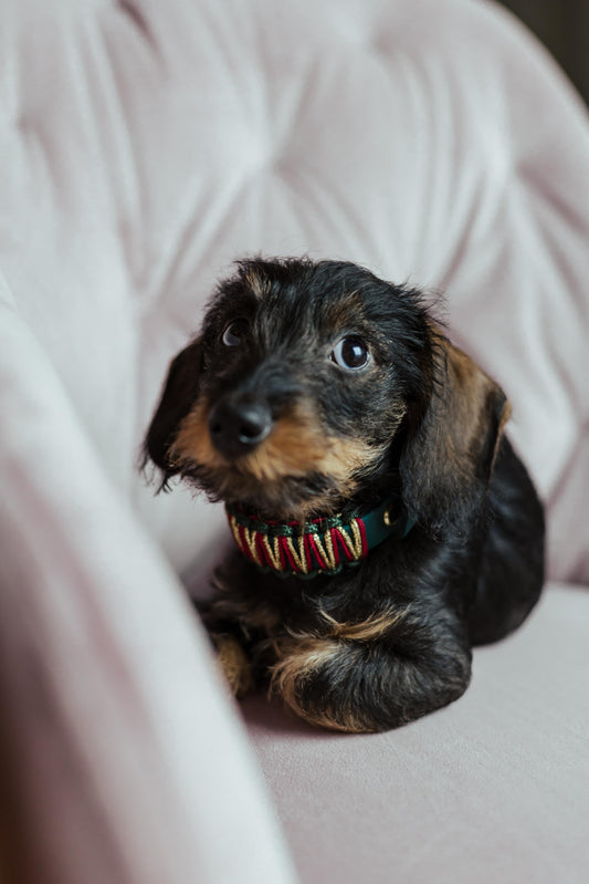 BioThane® Halsband Weihnachten