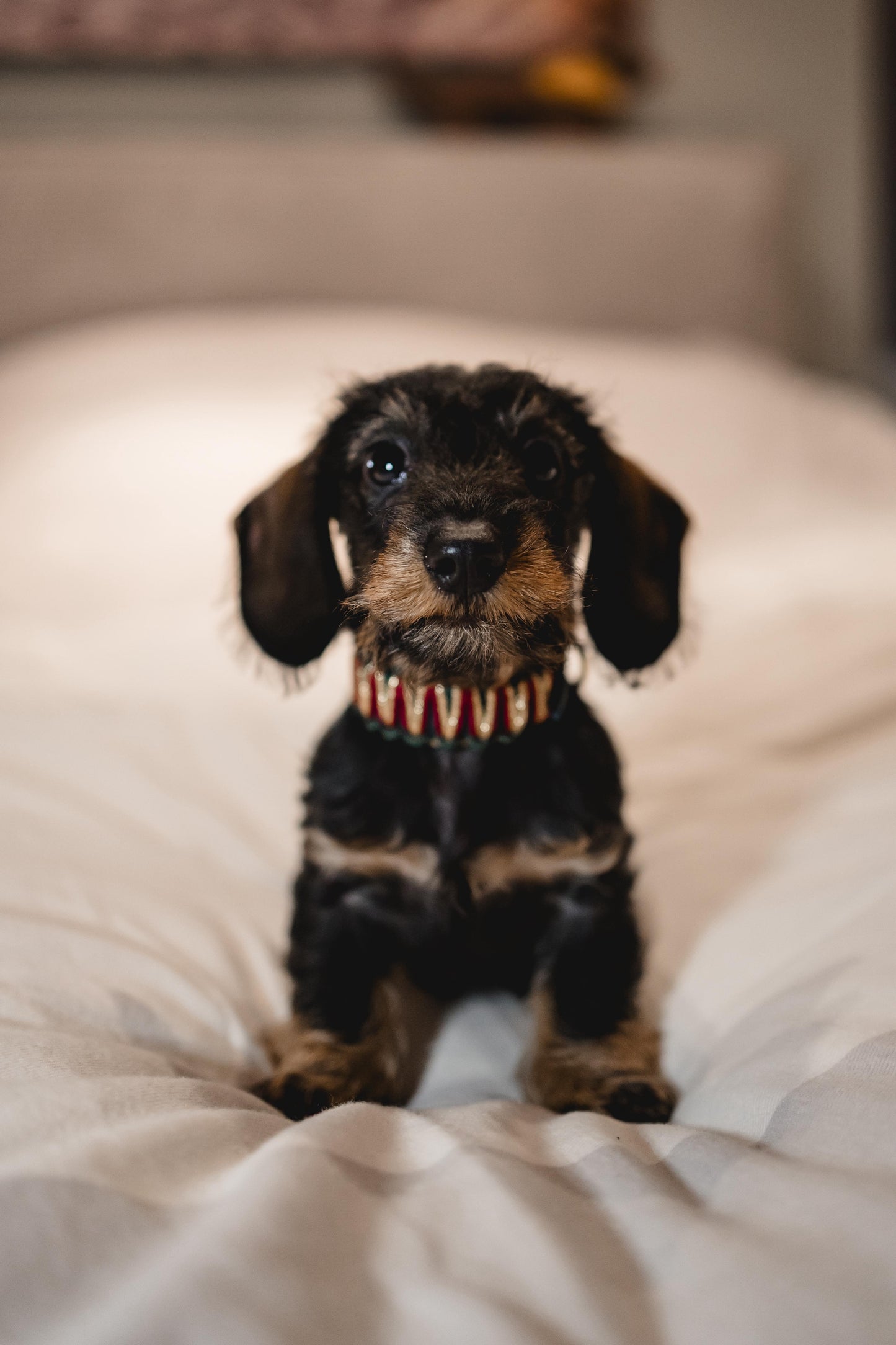 BioThane® Halsband Weihnachten