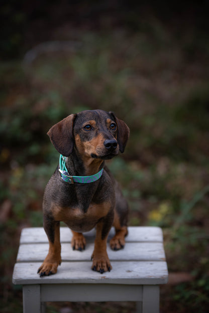 Personalisierung Halsband