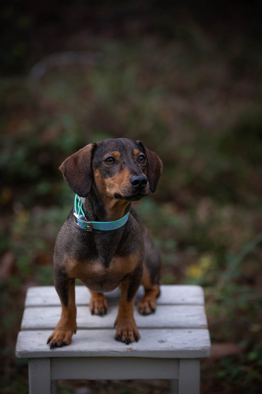 Personalisierung Halsband