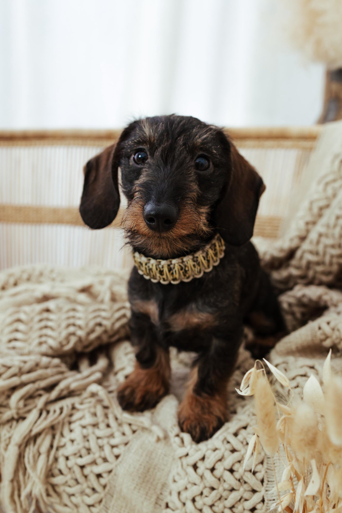 Luxury Leo Halsband