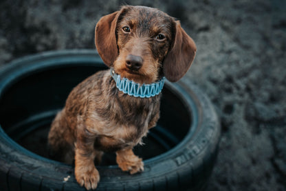 BioThane®/Paracord Halsband