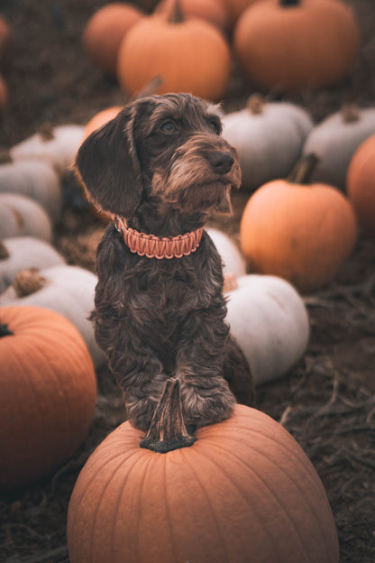 BioThane®/Paracord Halsband