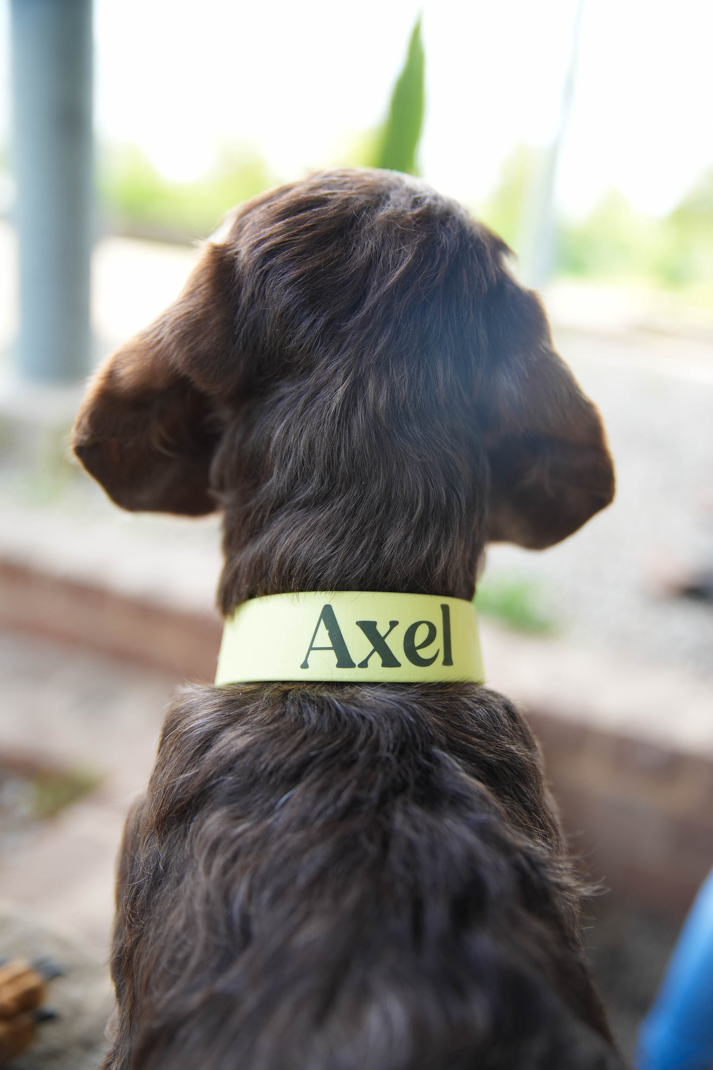 BioThane® Halsband personalisiert