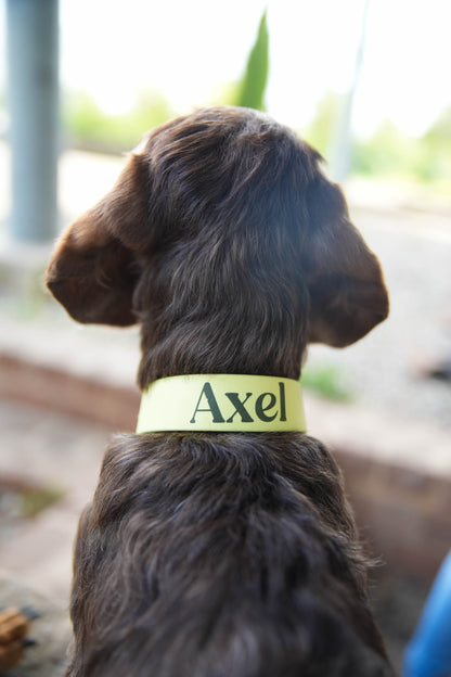 BioThane® Halsband personalisiert